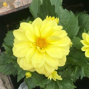 Meet your Posher, Veronica